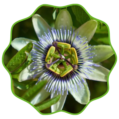 Passiflora
